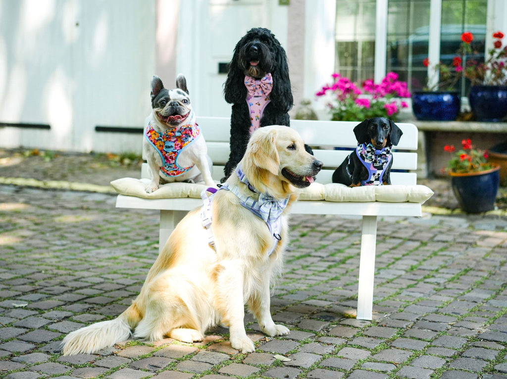 How to pick the perfect dog harness — comfort meets style | For Dog Lovers UK
