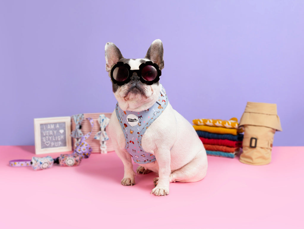 The Ultimate Guide to Choosing the Best Dog Harness (2025 Edition)