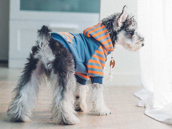 Top Reasons Why Your Dog Needs Clothes