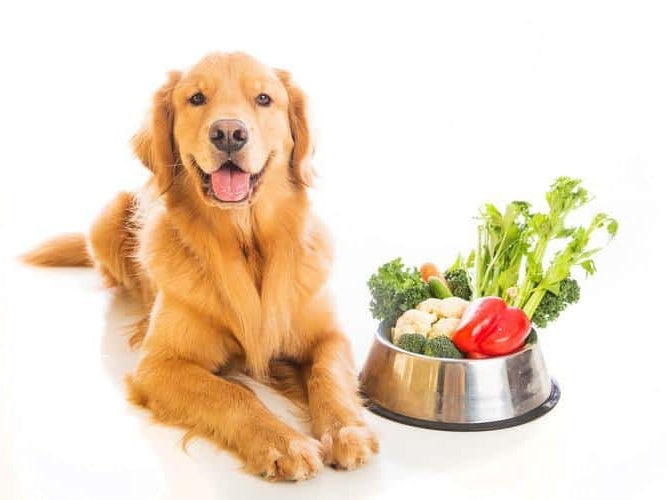 TCan you give human foods to dogs?