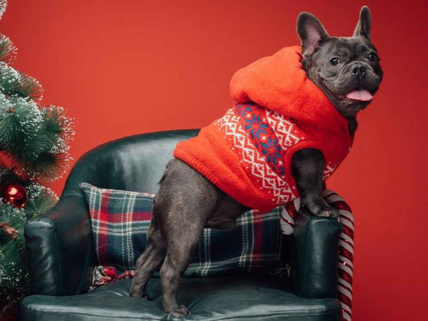 The Best Christmas Gift Ideas for Your Pooch