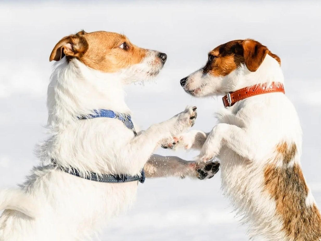 Collar vs. Harness – Which Is Better for Walking Your Dog?