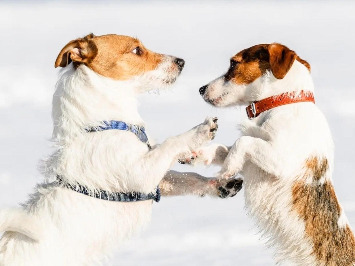 Collar vs. Harness – Which Is Better for Walking Your Dog?