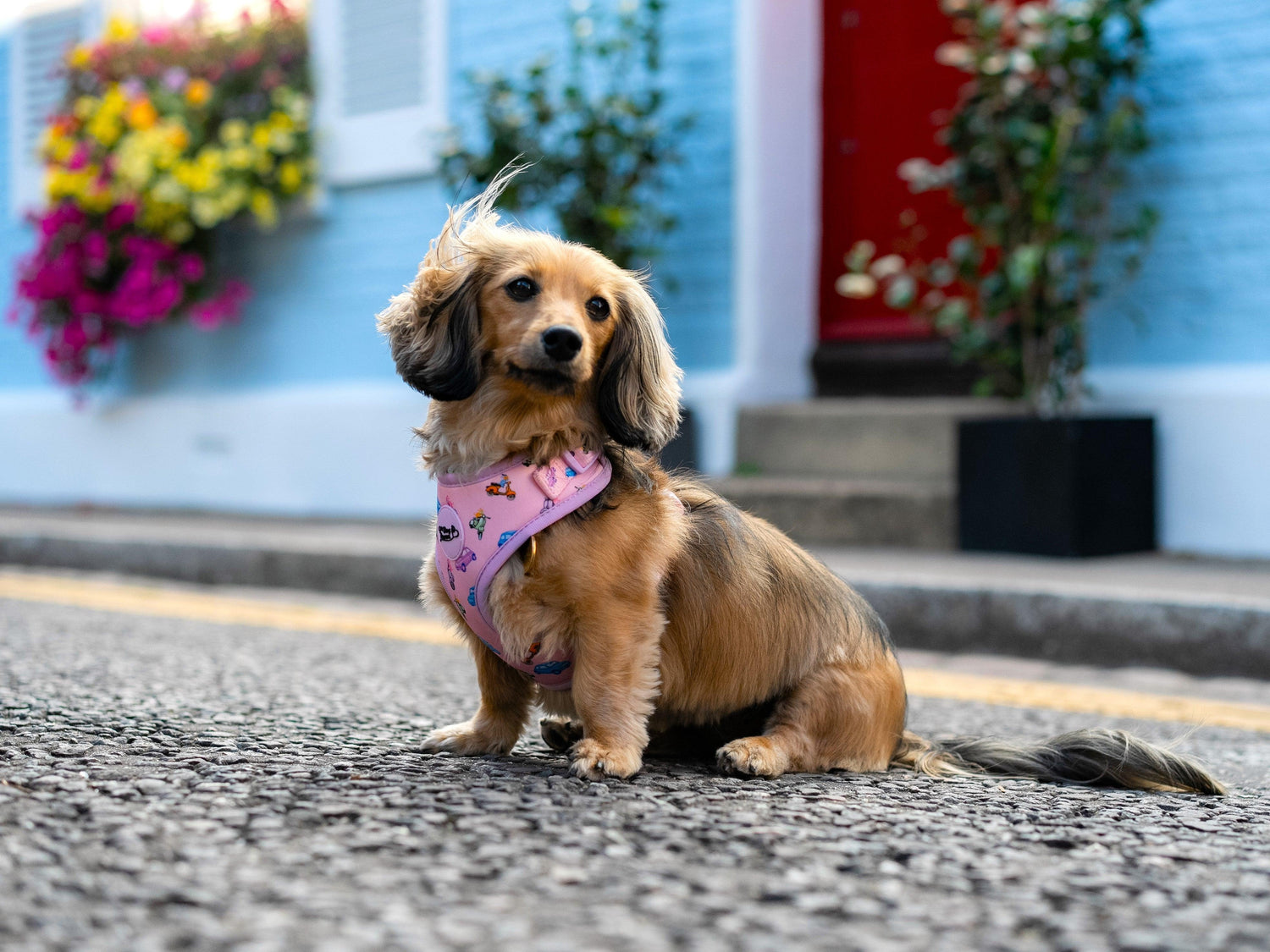 How to Help Your Dog with Spring Allergies