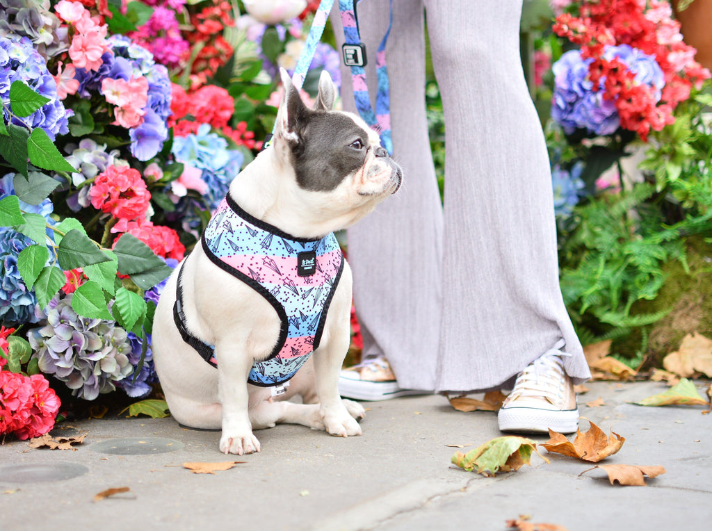 How to Make Walks More Enjoyable for You and Your Dog
