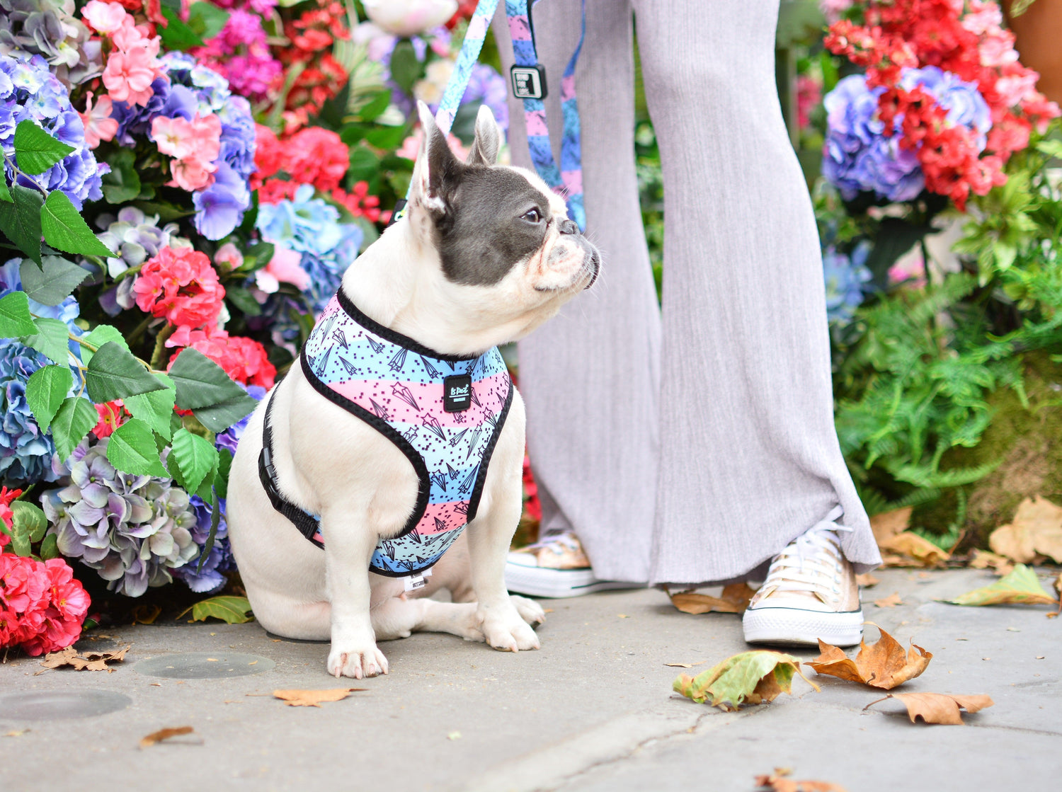 How to Make Walks More Enjoyable for You and Your Dog