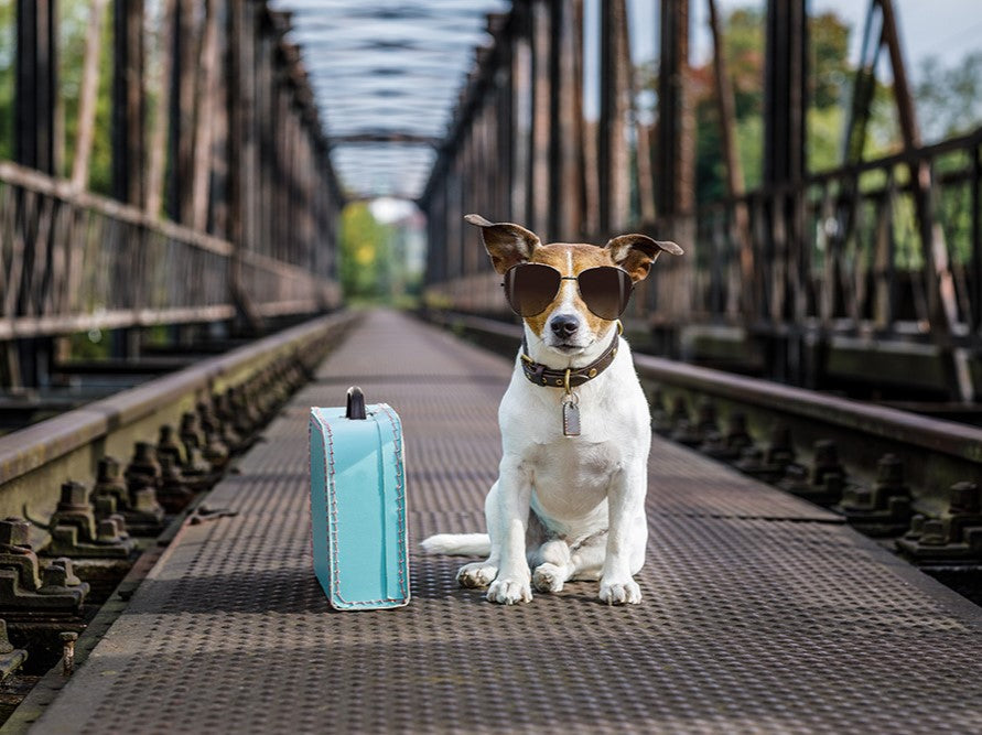 Tips for travelling abroad with your dog
