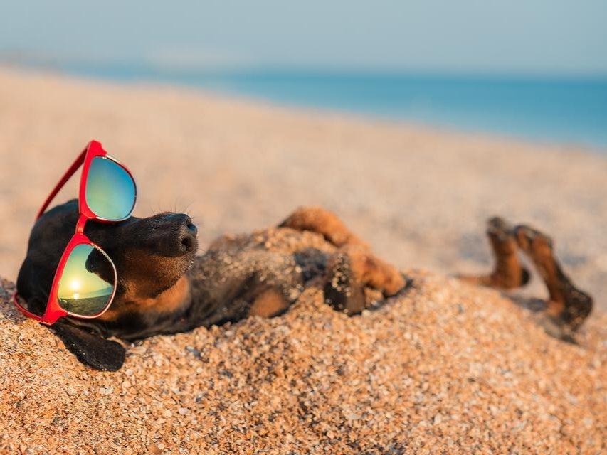 Summer Safety for Pets – Tips to Keep Your Dog Cool in Hot Weather