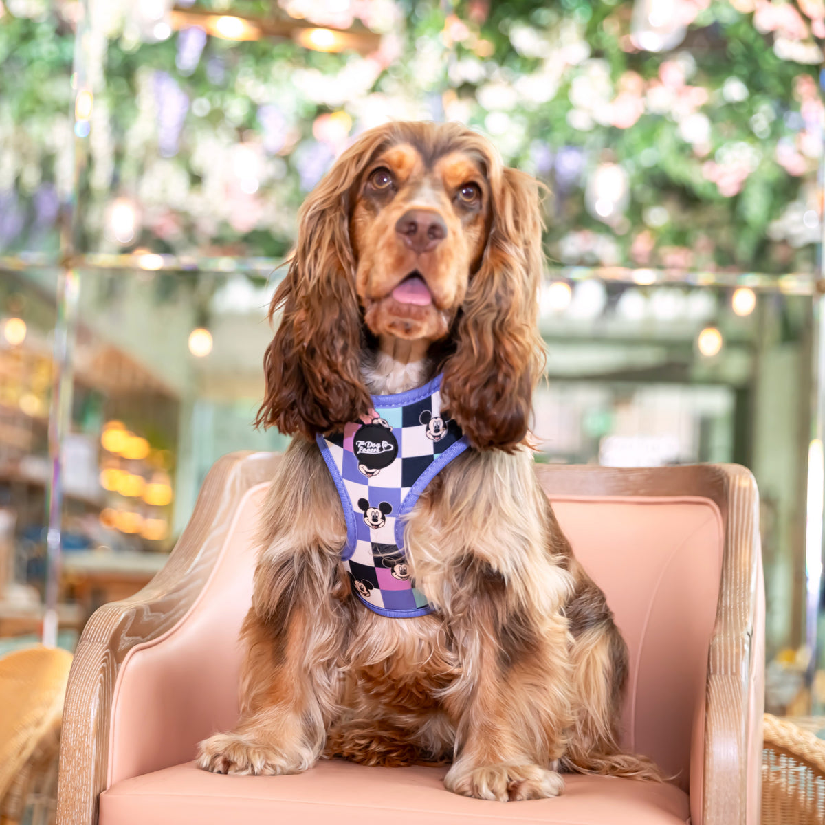 Adjustable Dog Harness A Little Bit of Magic