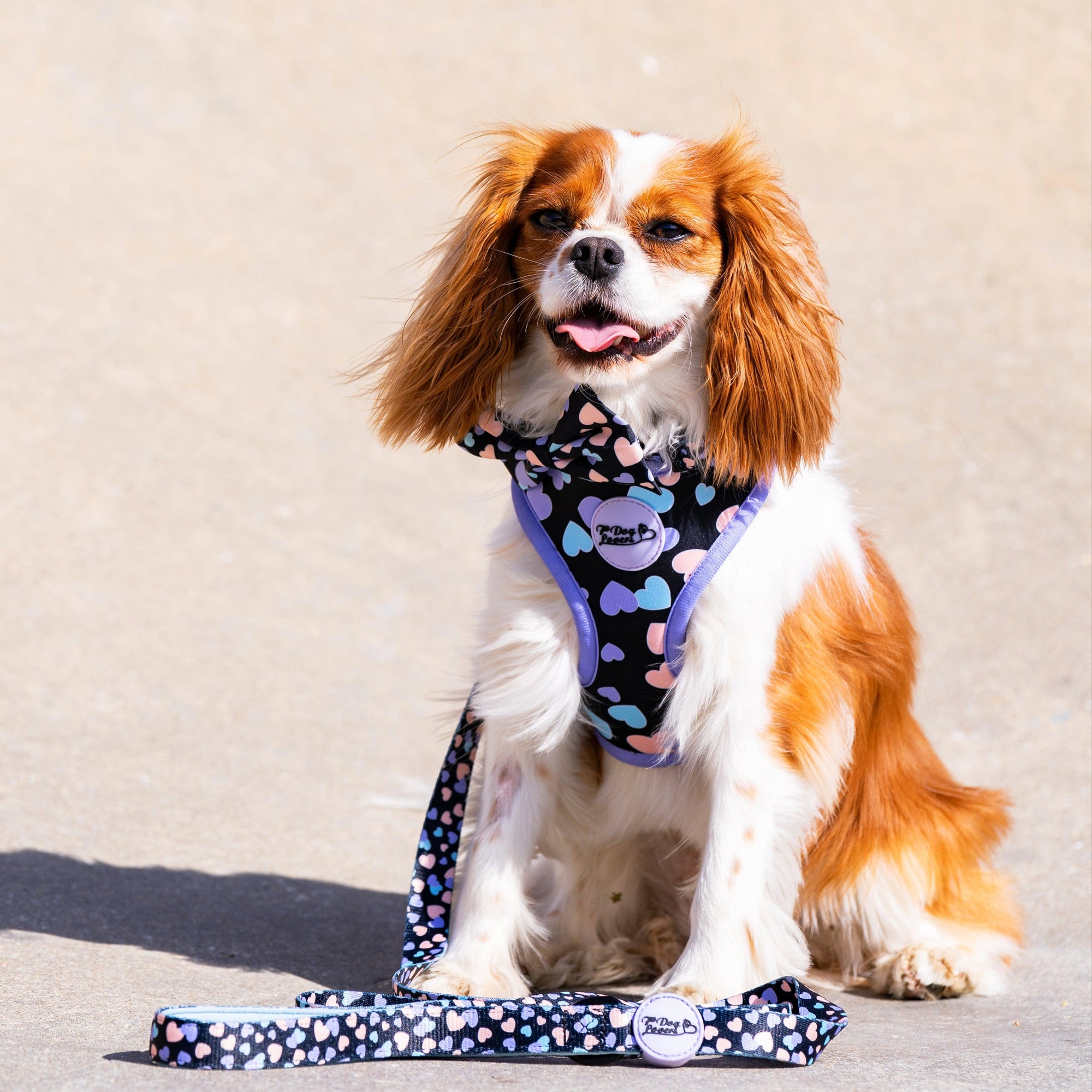 Adjustable Dog Harness - All You Need Is Love