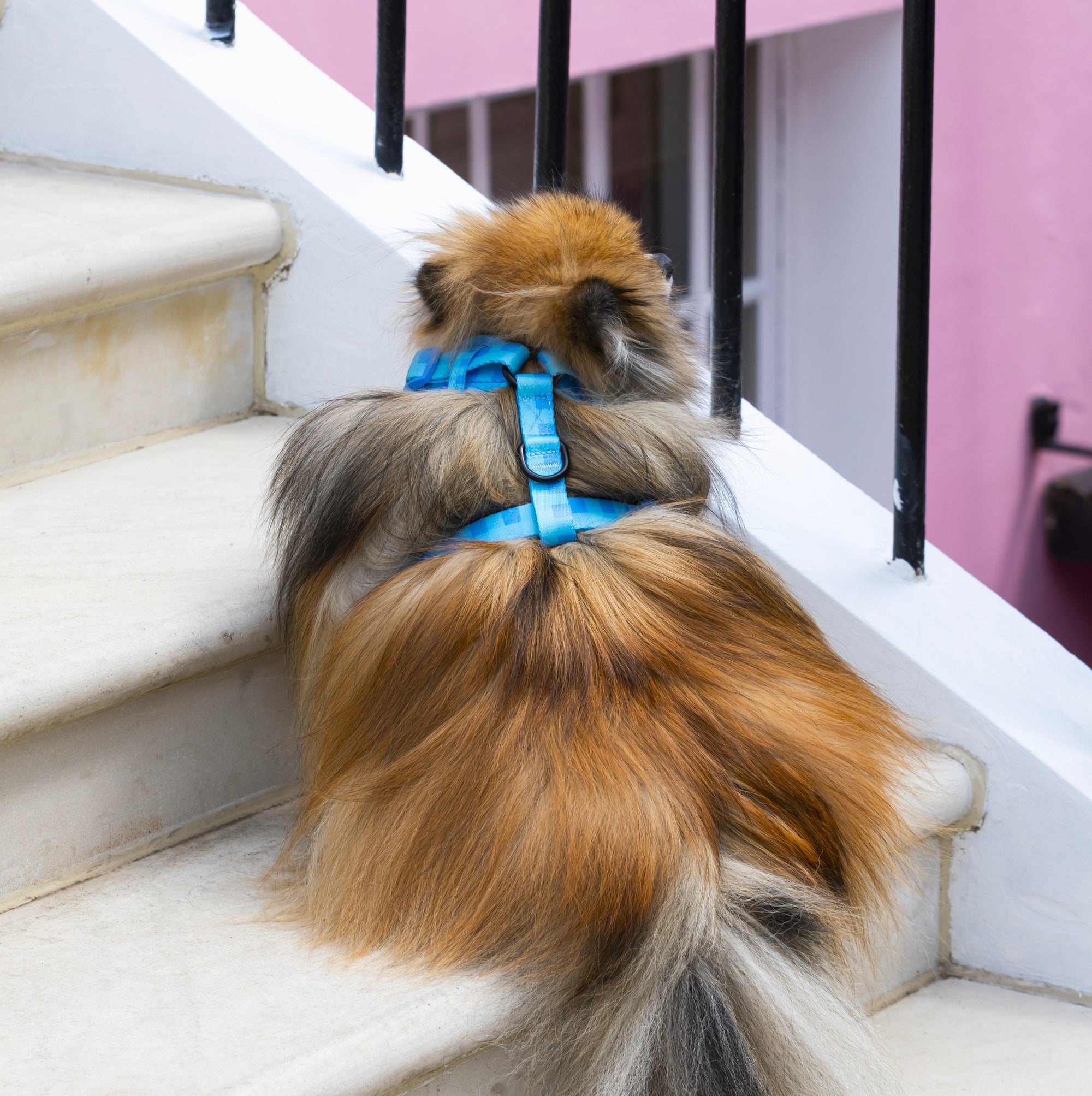 Adjustable Dog Harness Blue Skies