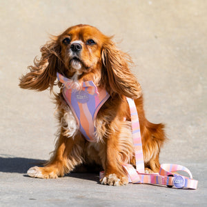 Adjustable Dog Harness Chase Away The Blues