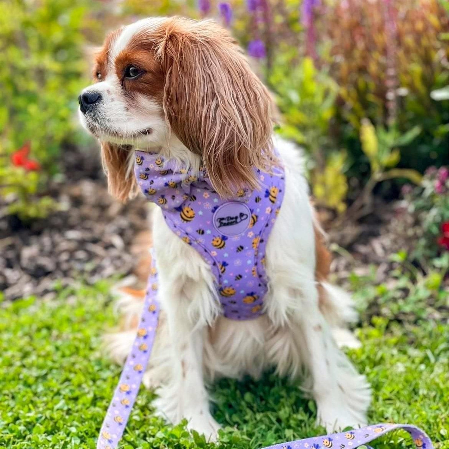 Adjustable Dog Harness Don't Worry, Bee Happy