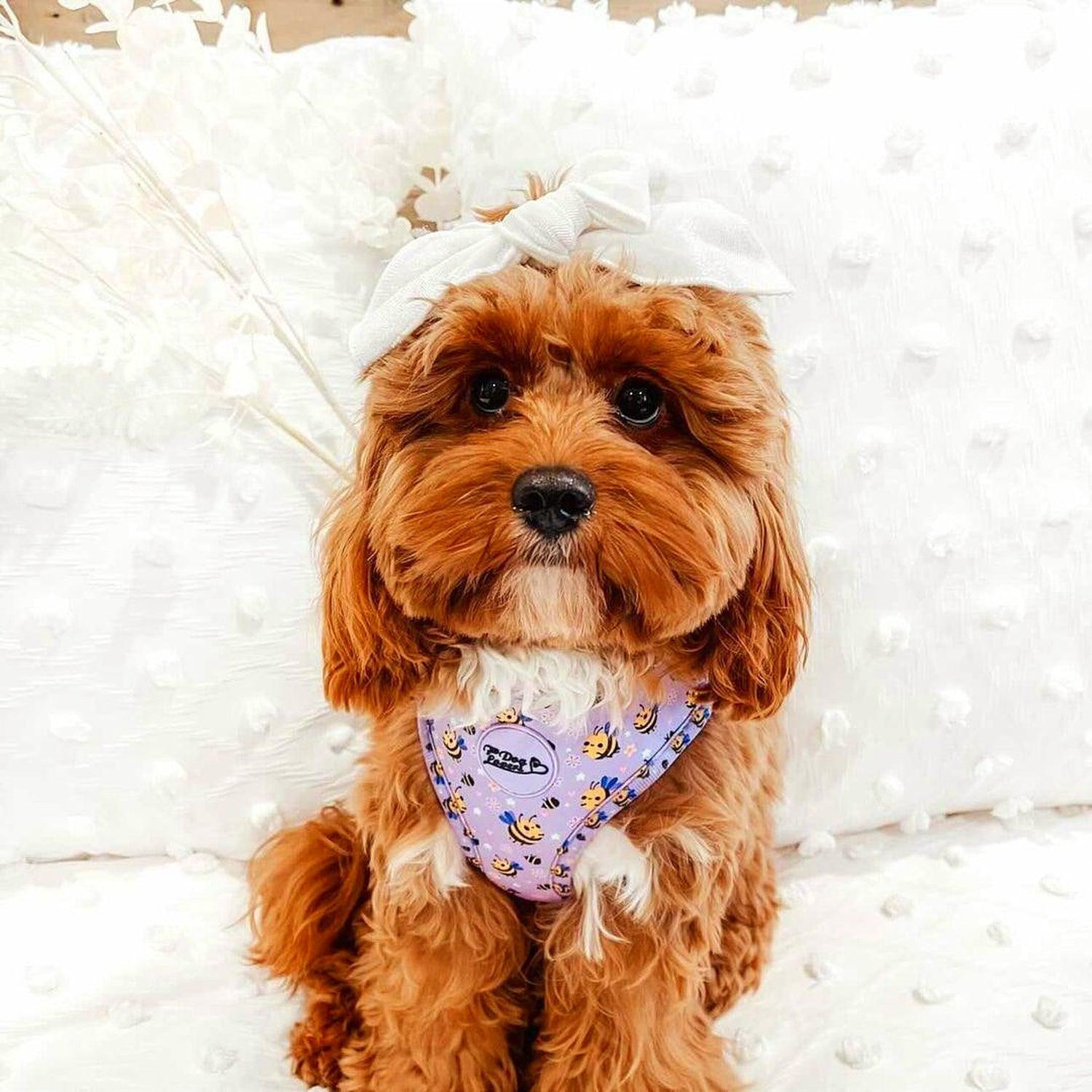 Adjustable Dog Harness Don't Worry, Bee Happy