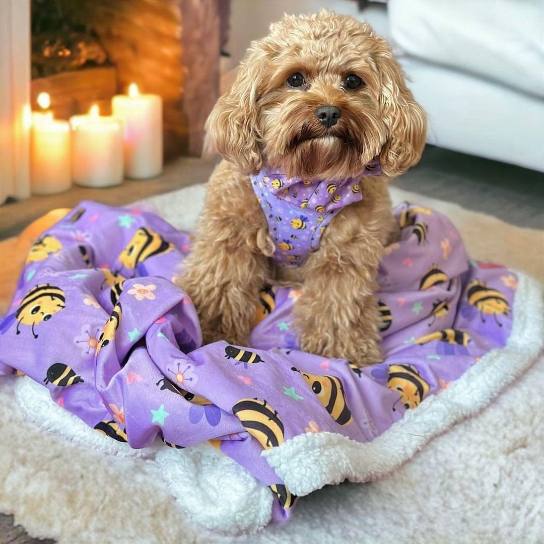 Adjustable Dog Harness Don't Worry, Bee Happy