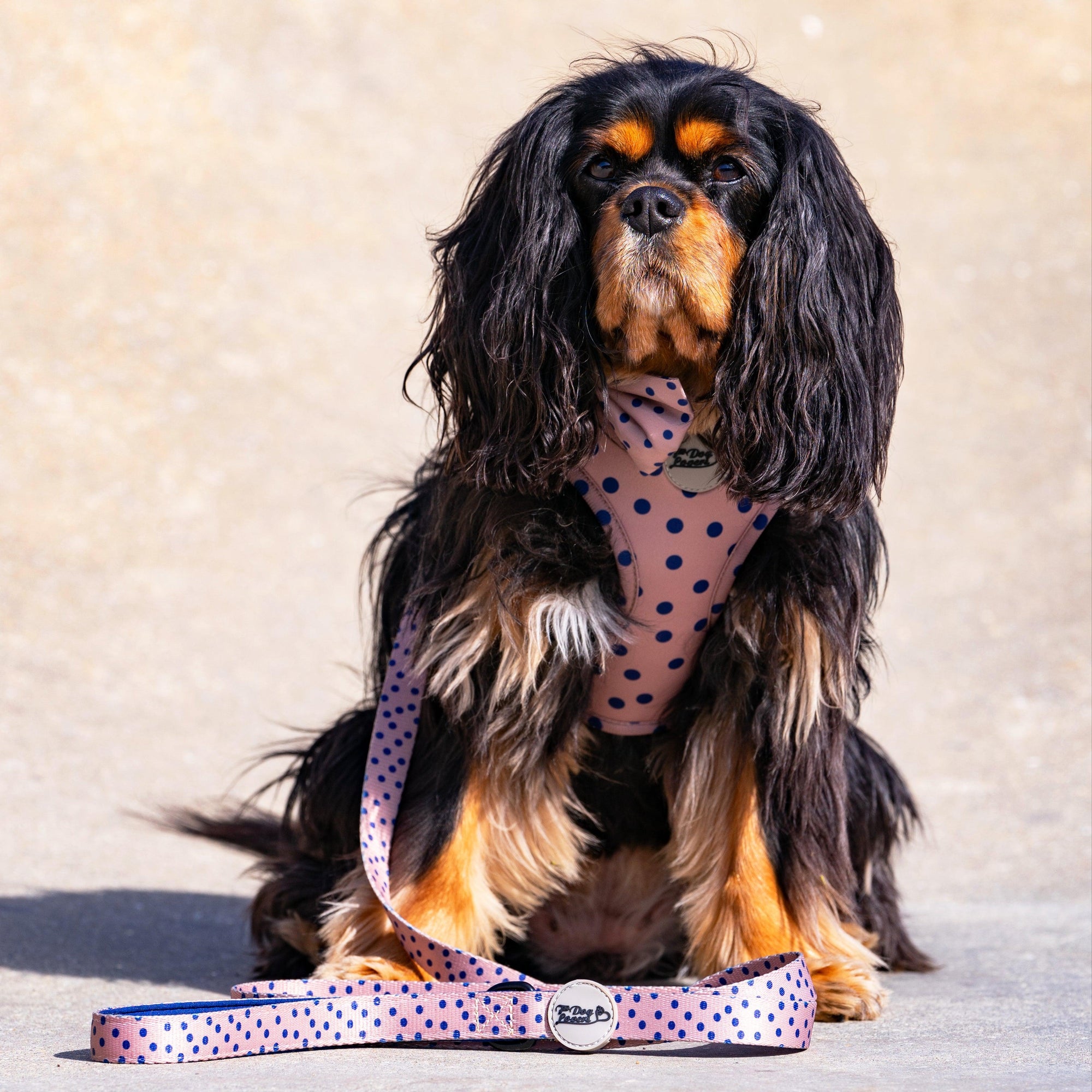 Adjustable Dog Harness Fashion Icon