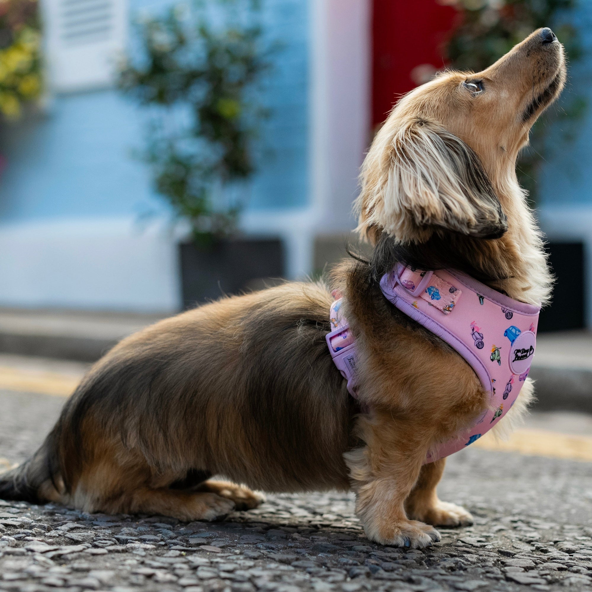 Adjustable Dog Harness La Dolce Vita