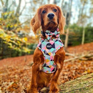 Adjustable Dog Harness - Mykonos