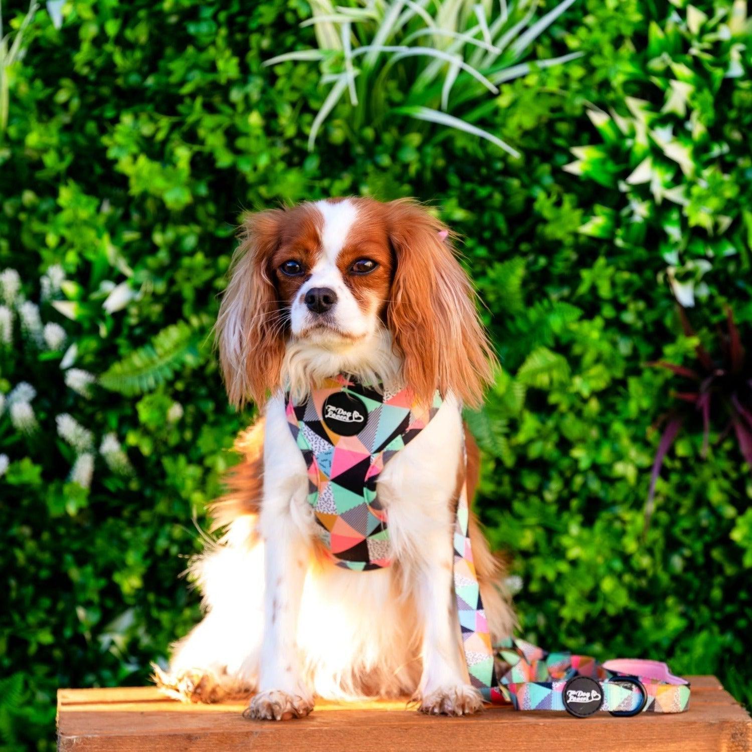 Adjustable Dog Harness - Mykonos