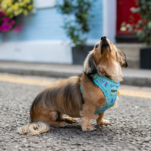 Adjustable Dog Harness Take Me To Dreamland