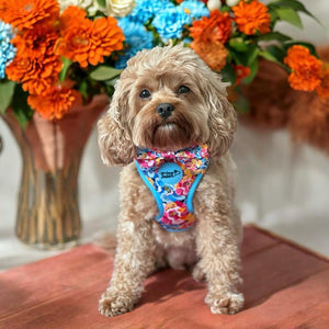 Adjustable Dog Harness Where Flowers Bloom