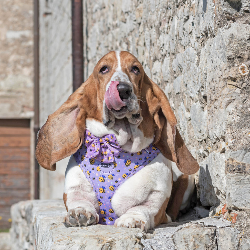 Adjustable Purple Bee Dog Harness