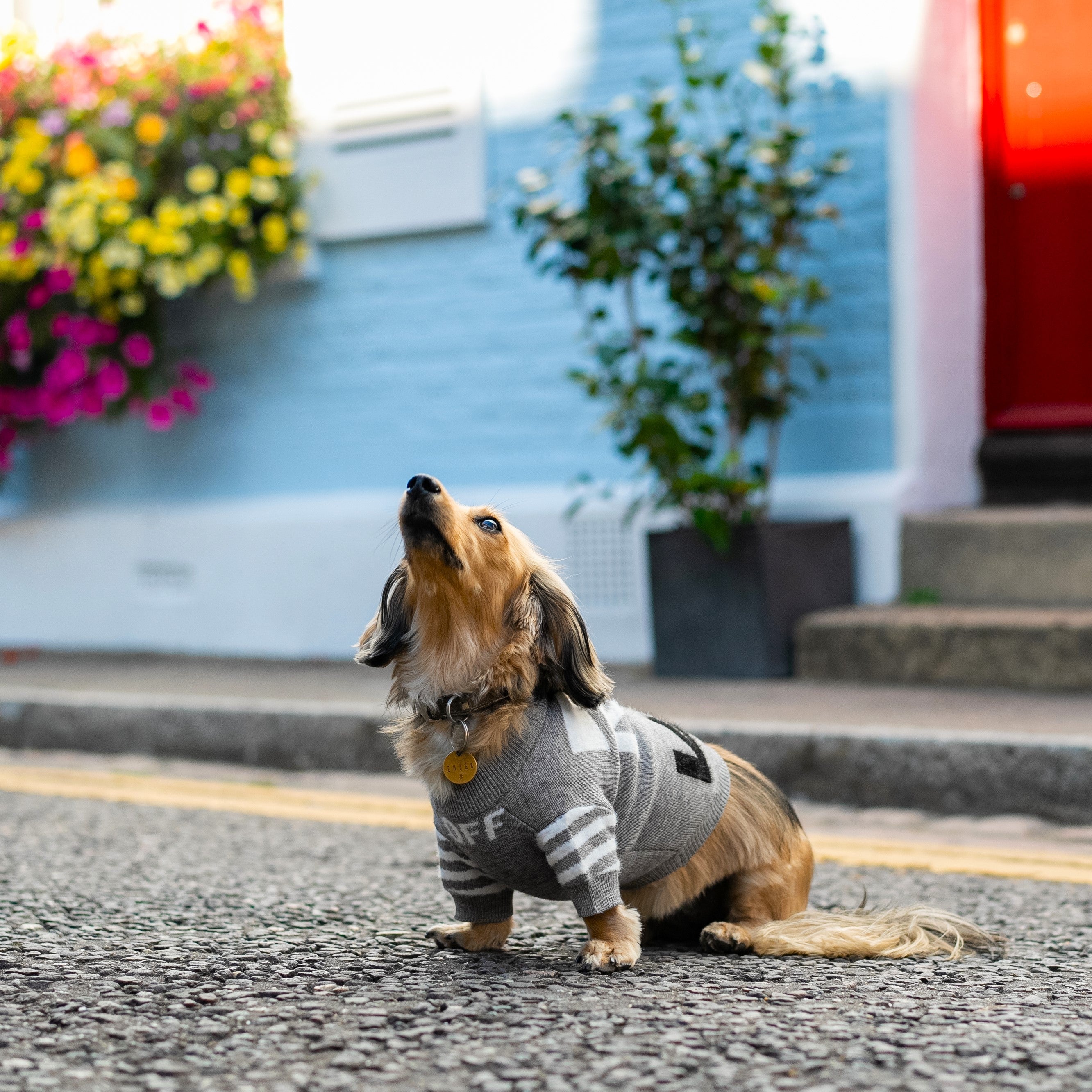 Crew Neck Wool Dog Jumper