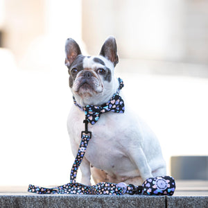 Dog Bow Tie All You Need Is Love