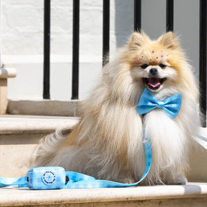 Dog Bow Tie Blue Skies