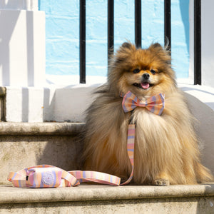 Dog Bow Tie Chase Away The Blues