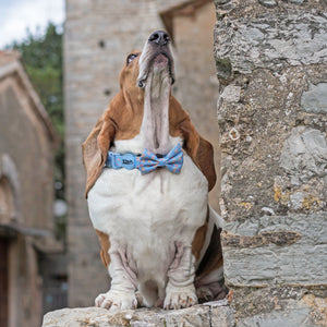 Dog Bow Tie Everybody Needs A Teddy Bear