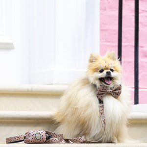 Dog Bow Tie Fashion Icon
