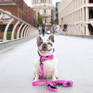 Dog Bow Tie Follow Your Heart