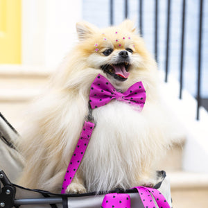 Dog Lead - Follow Your Heart