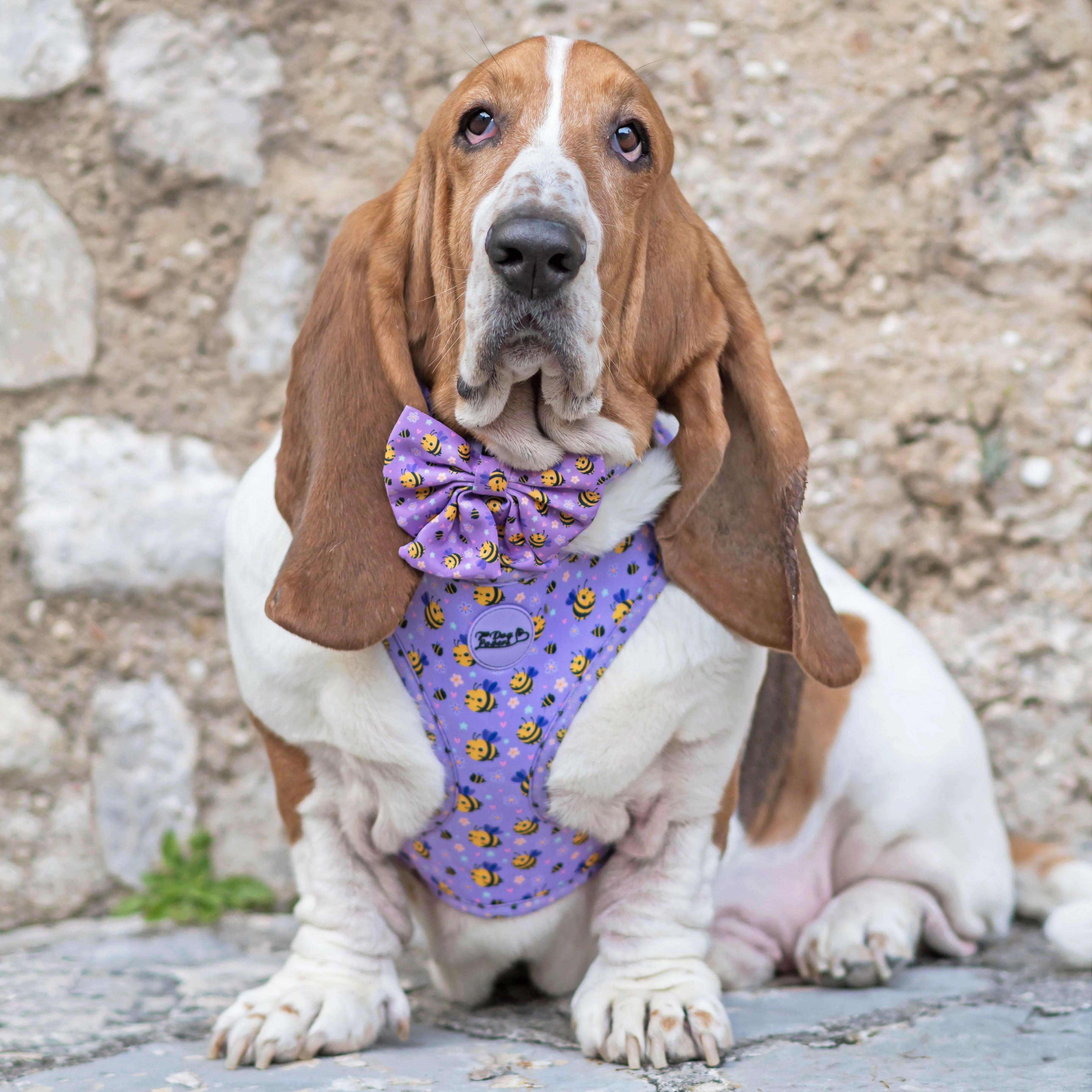 Don't Worry Bee Happy Dog Walking Five Piece Set