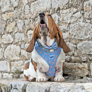 Everybody Needs A Teddy Bear Dog Walking Five Piece Set