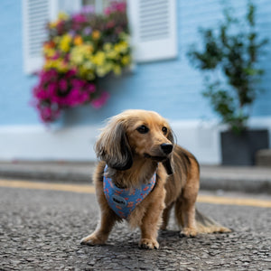 Everybody Needs A Teddy Bear Dog Walking Five Piece Set