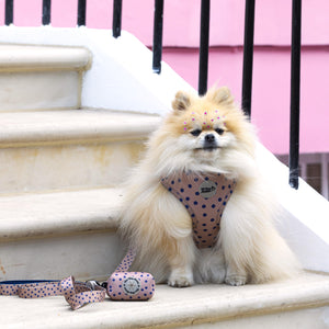 Fashion Icon Dog Walking Five Piece Set