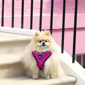 Follow Your Heart Dog Walking Five Piece Set