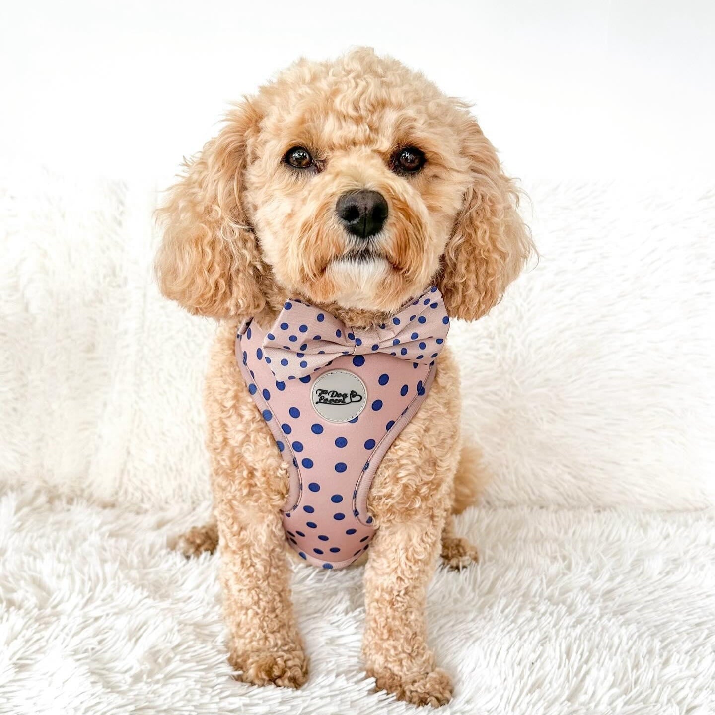 Adjustable Dog Harness Fashion Icon