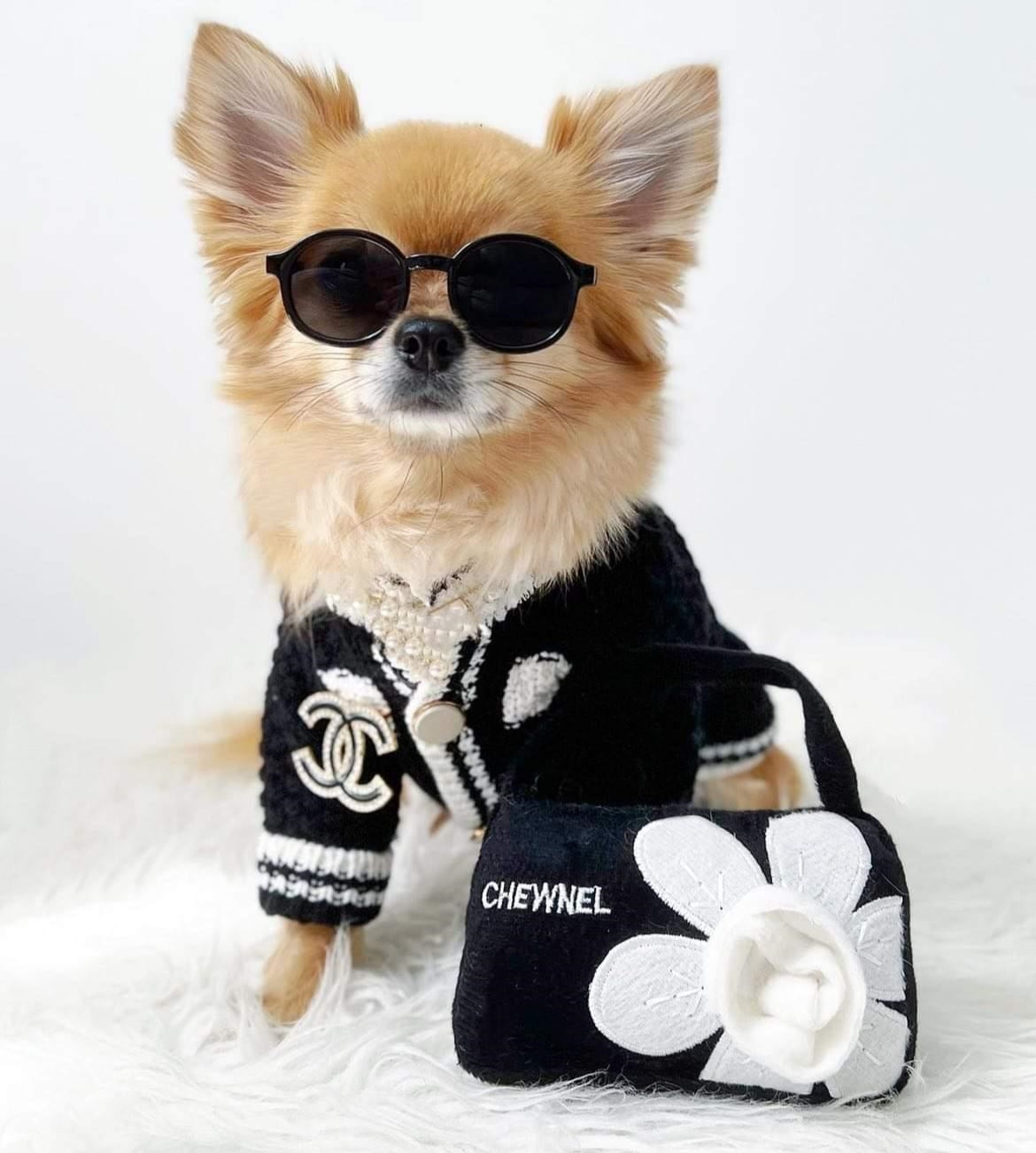 Chanel Dog Clothes 