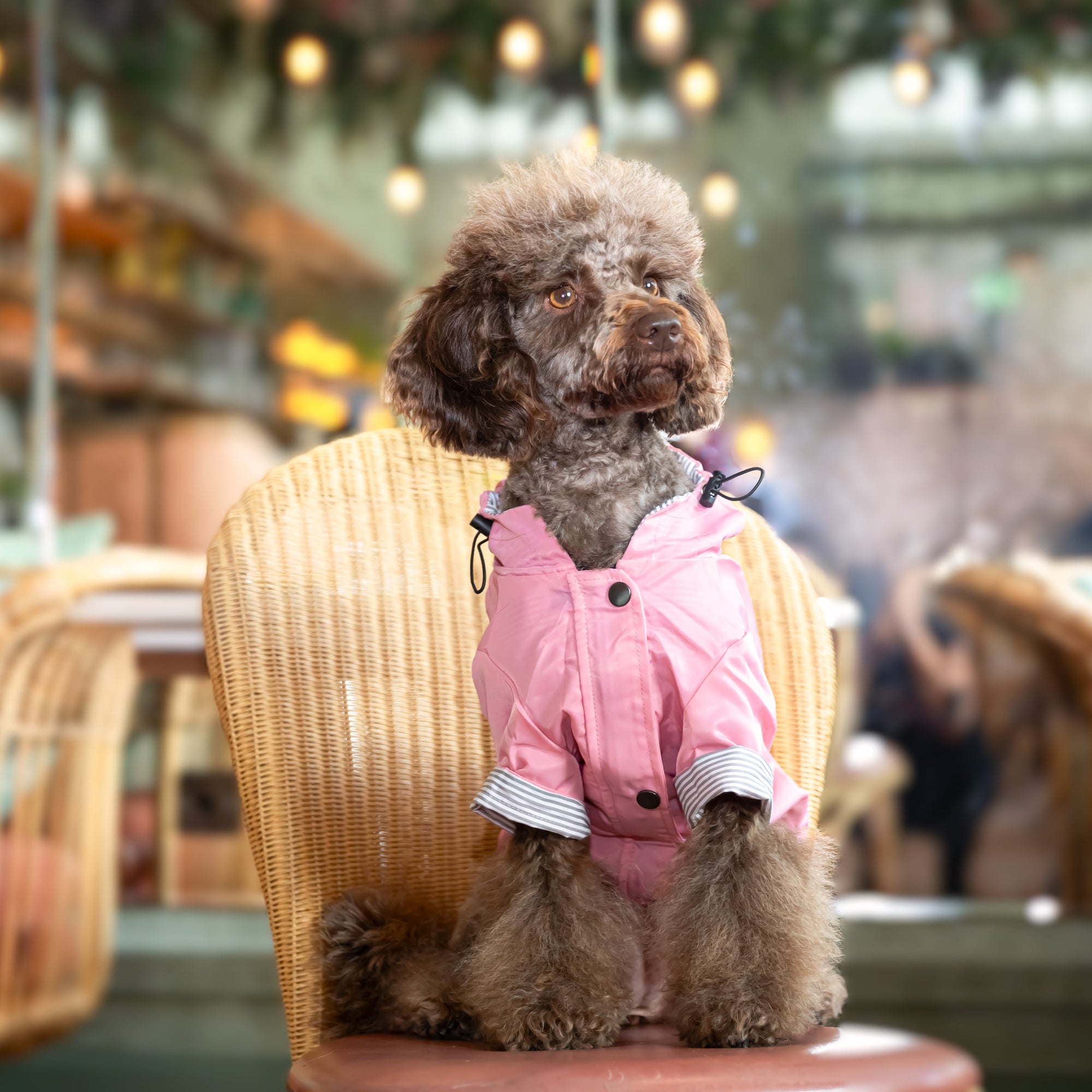 Coast Jacket Joules Dogs Raincoat Joules Coast Dog Raincoat Big