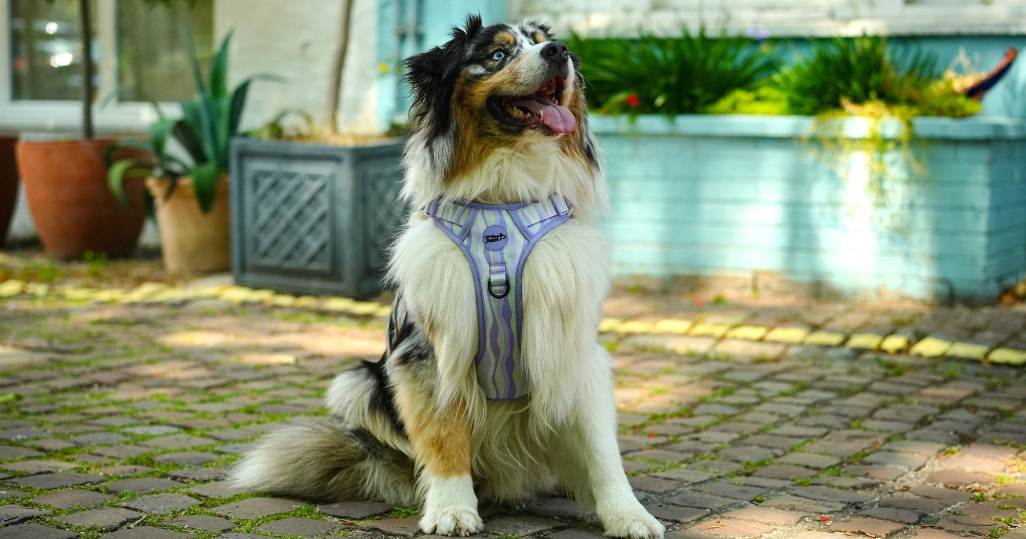 No Pull Dog Harness Lavender Hill