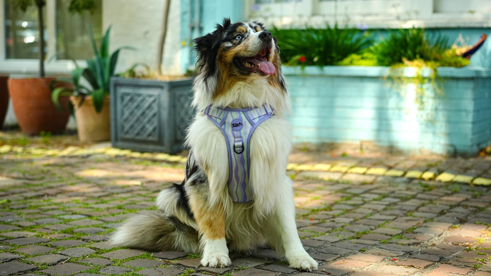 No Pull Dog Harness Lavender Hill