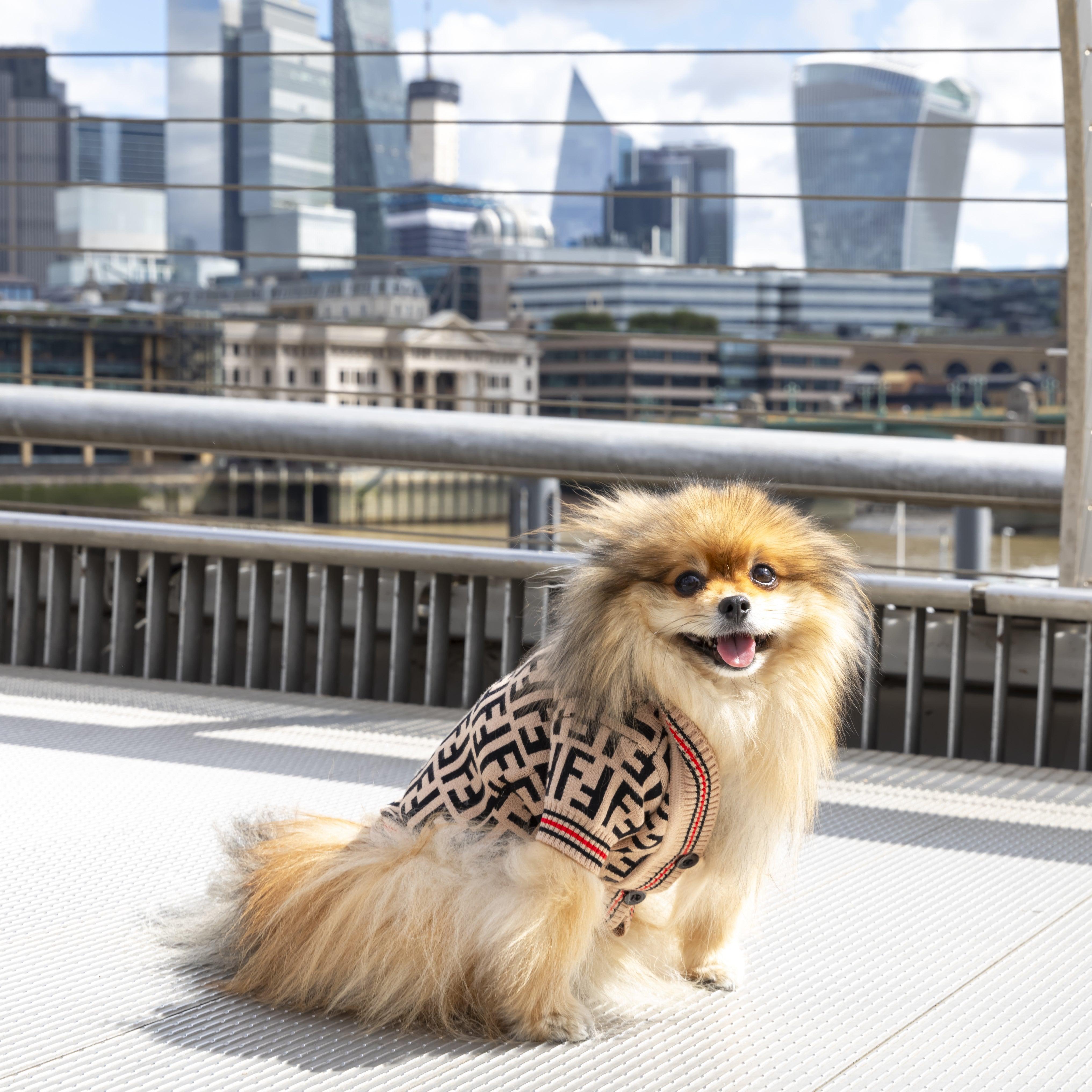 Shop Designer Clothes For Dogs And Dog Walking Accessories