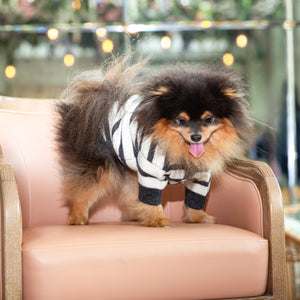 Mr Polo Knit Dog Sweater