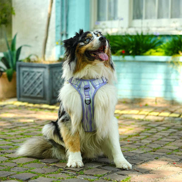 No Pull Dog Harness Lavender Hill