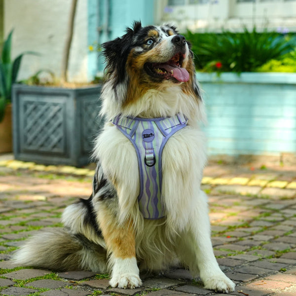 No Pull Dog Harness Lavender Hill