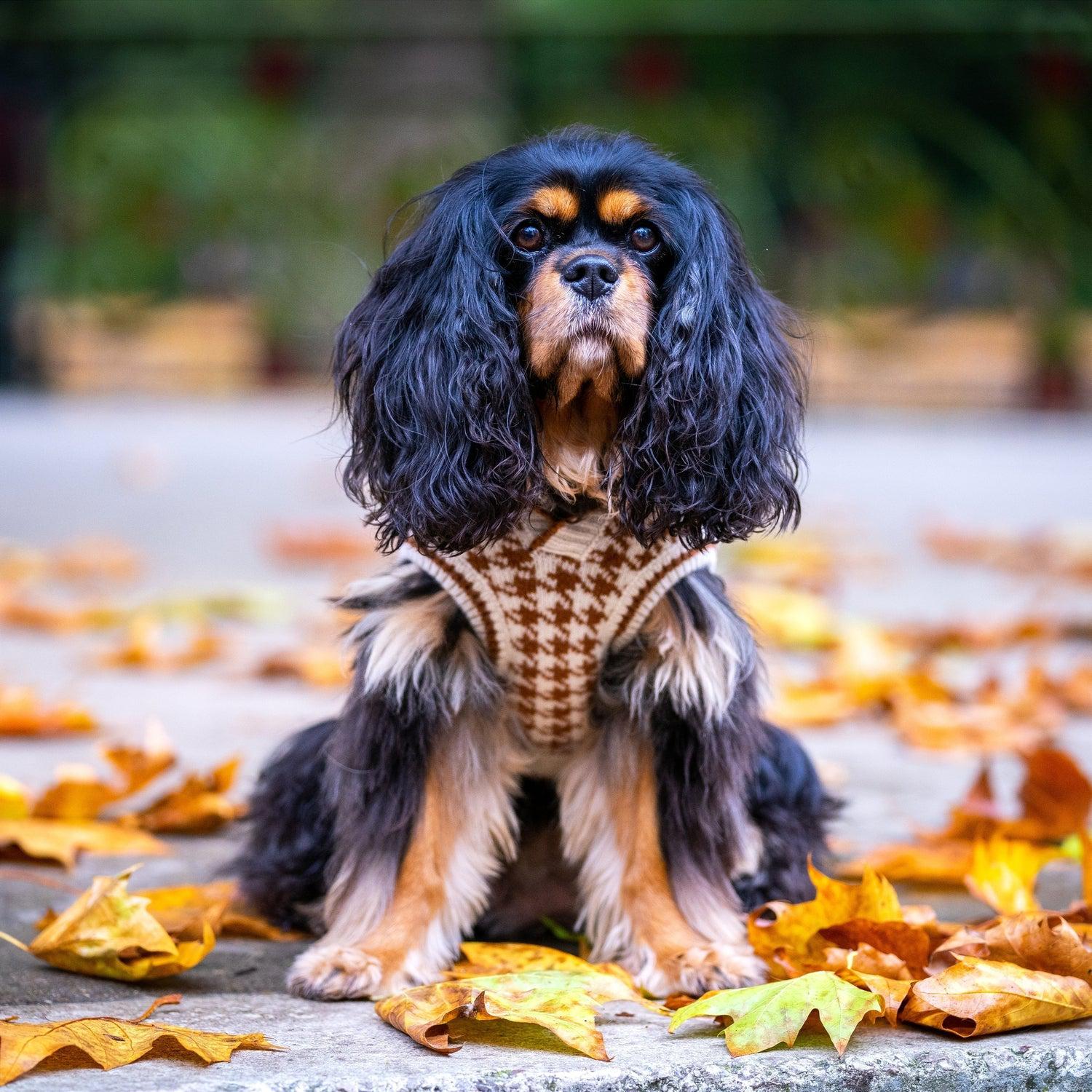Oxford Style Dog Sweater