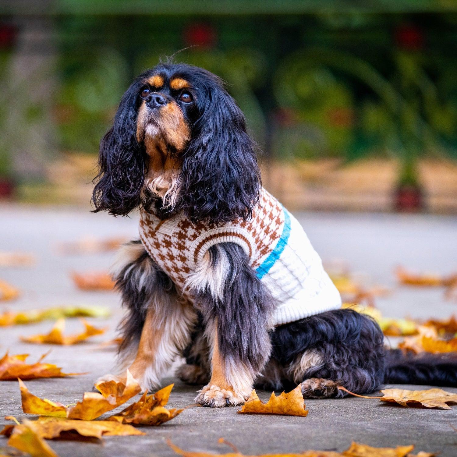 Oxford Style Dog Sweater